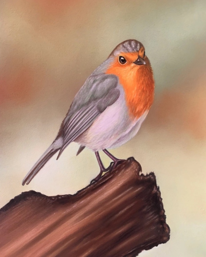 Red Robin (A4 Framed) — by Rory Kendrick — Drawing